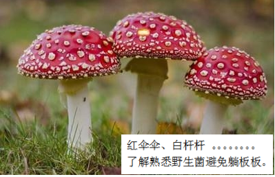 预防毒蘑菇中毒，这些事你该知道